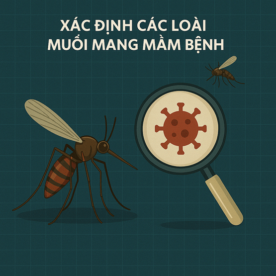 Xác định các loài muỗi mang mầm bệnh.